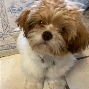 Meet your Posher, Elizabeth